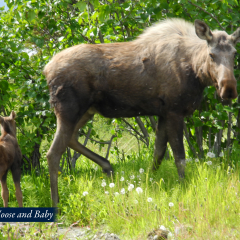 02-Moose-and-Baby___