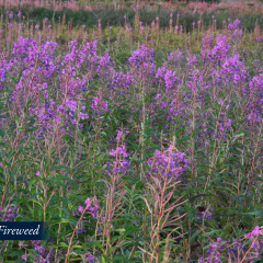 49-Fireweed-2