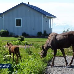 55-Moose-on-Bluff